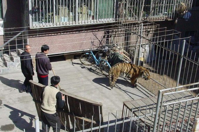 动物园老虎袭人事件：真相与反思