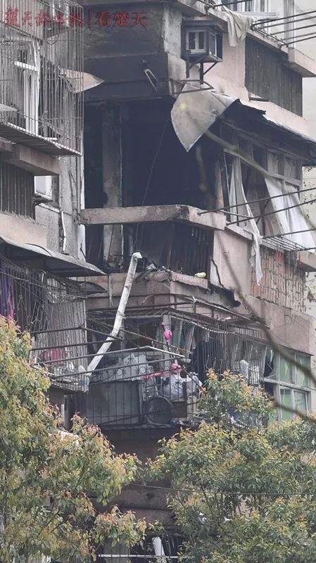 居民区突发!野生大熊猫不请自来