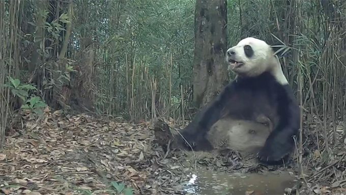 野生大熊猫造访居民区:近距离接触自然界的奇迹